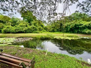Back yard view of the Lilly pond