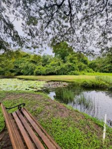 Back yard view of the Lilly pond